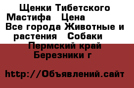 Щенки Тибетского Мастифа › Цена ­ 90 000 - Все города Животные и растения » Собаки   . Пермский край,Березники г.